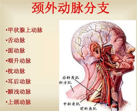 外頸動脈分支口訣|頸外動脈：結構、功能、疾病